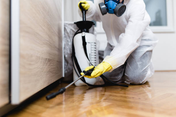 Best Local Pest Control Services  in Hughes Springs, TX